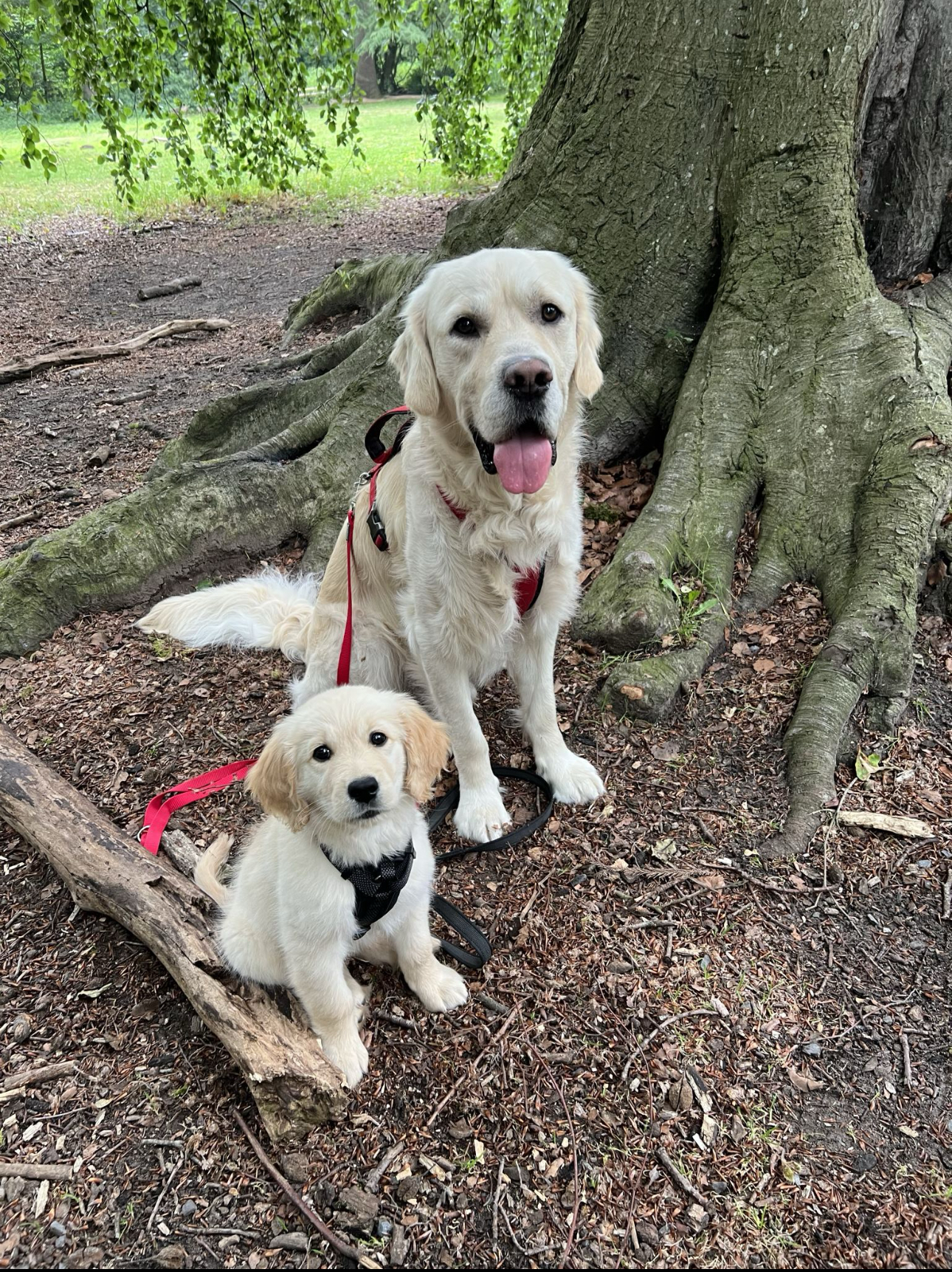 Sammy en Buddha als puppy - 2023