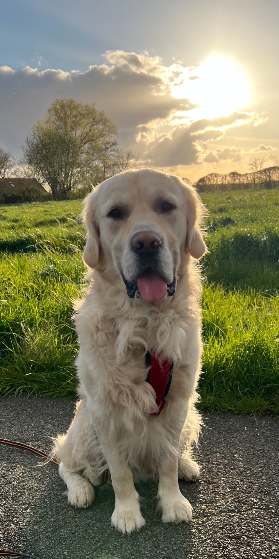 Sammy